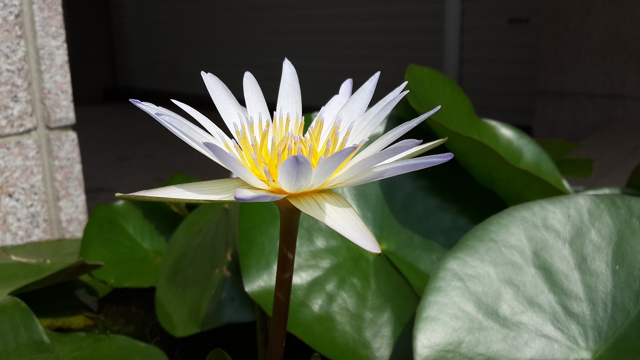 Image - nymphaea alba purple 蓮 flower