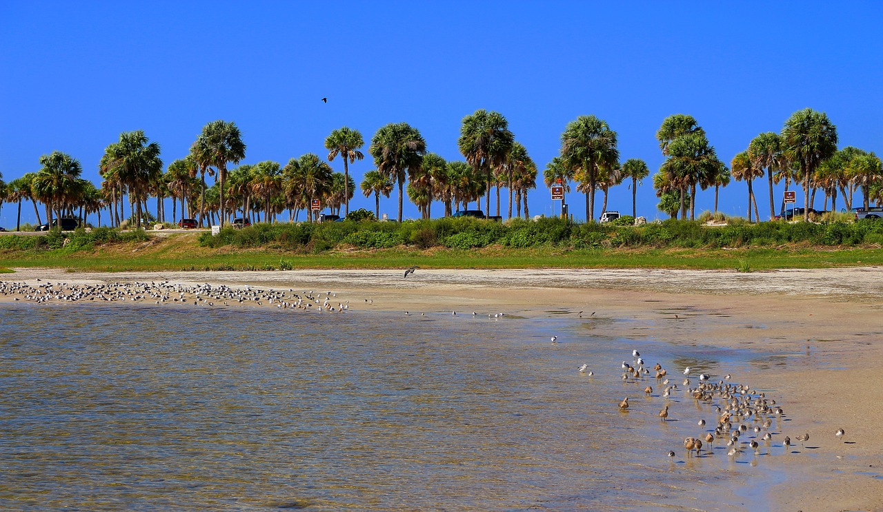 Image - beach palms tropical nature birds