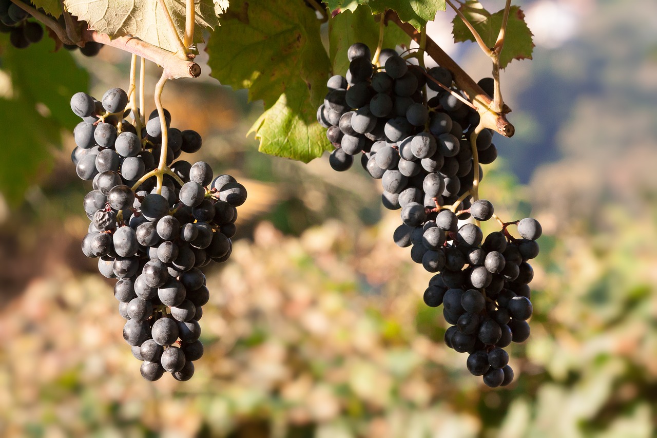 Image - grapes wine grape blue leaf fruit