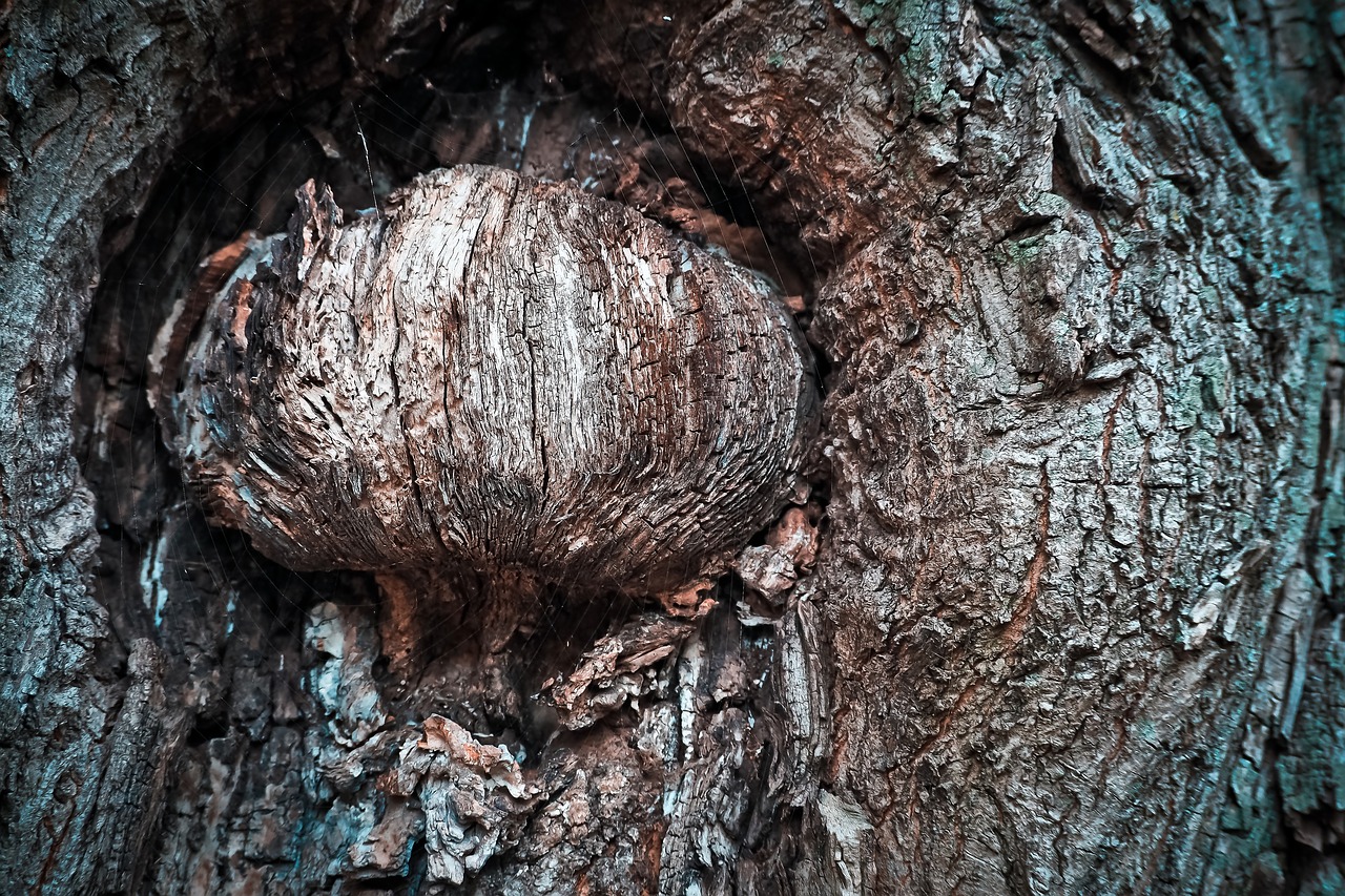Image - tree bark log nature forest wood