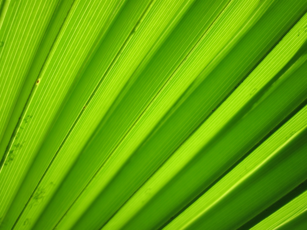 Image - background detail flora green leaf