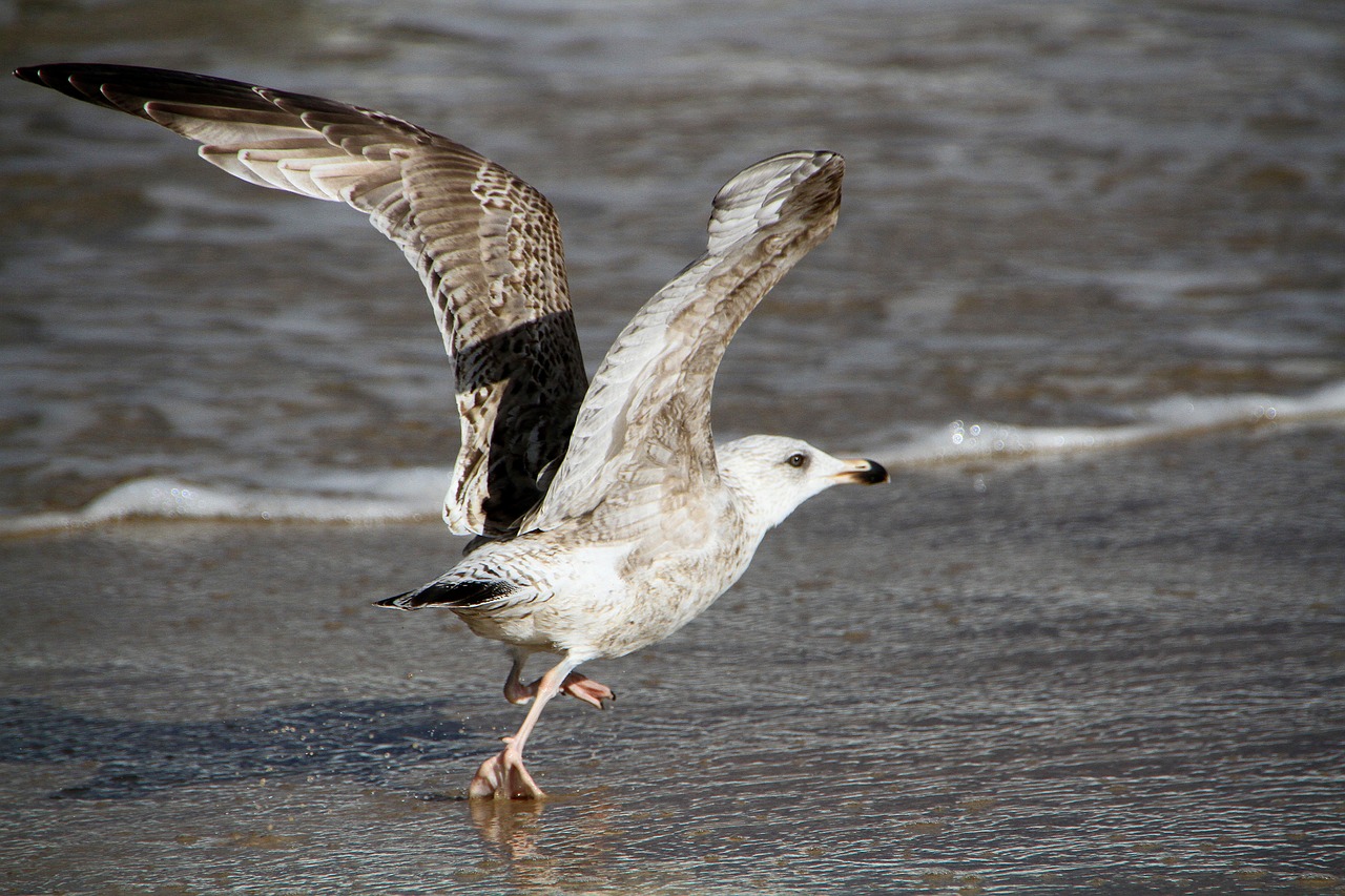 Image - seagull beach bird bird of prey