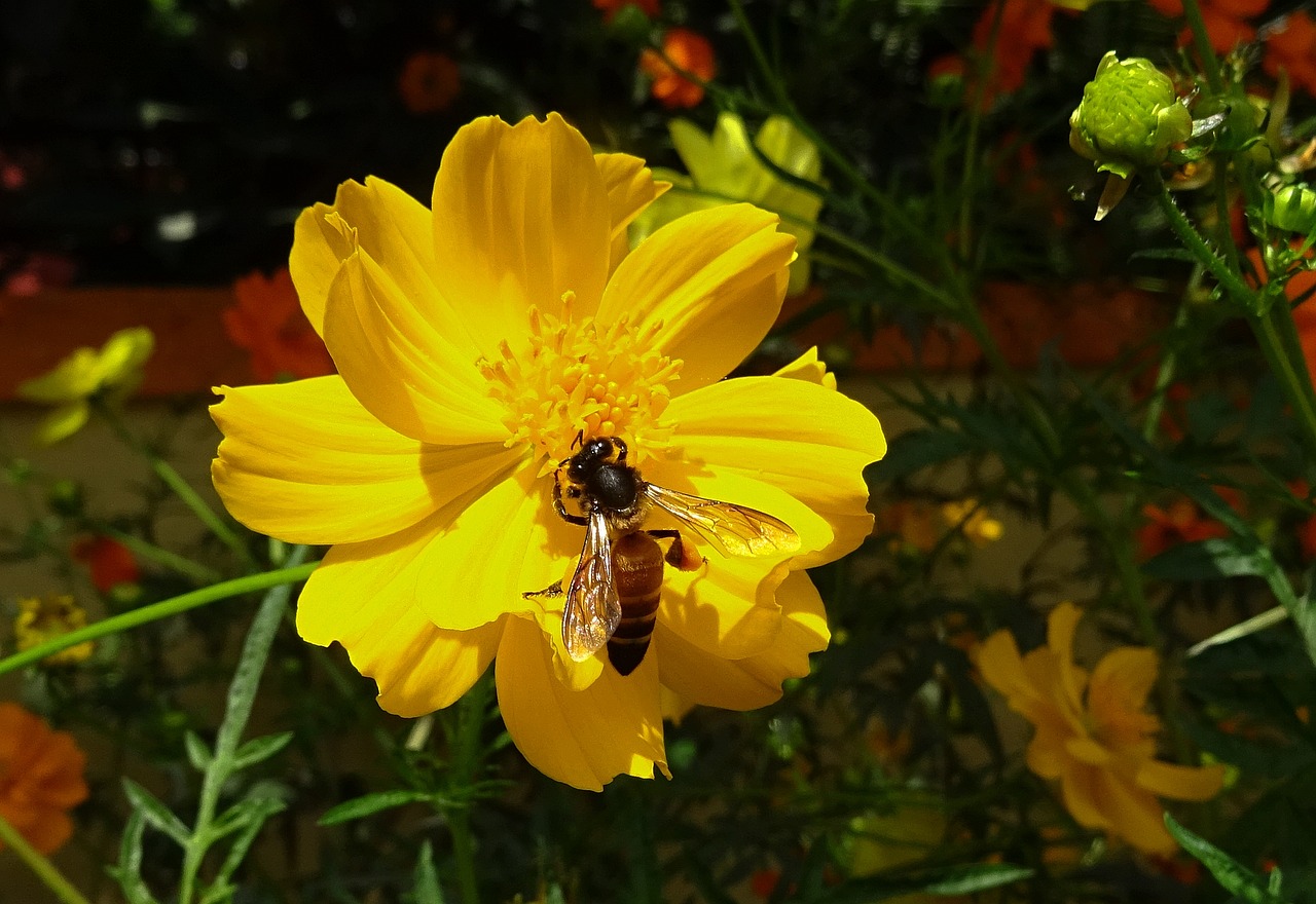 Image - flower cosmos yellow