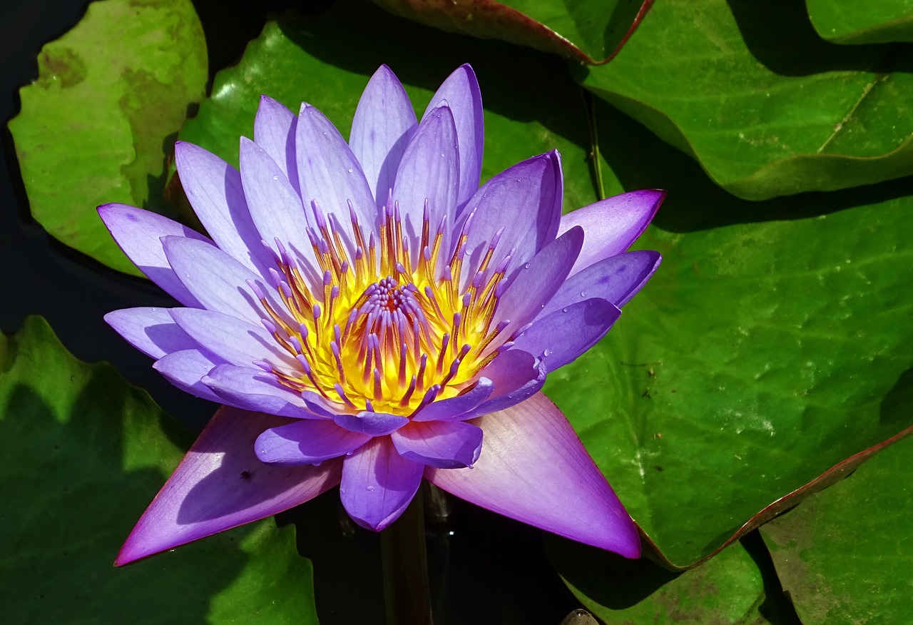 Image - lily flower nymphaea tina tropical