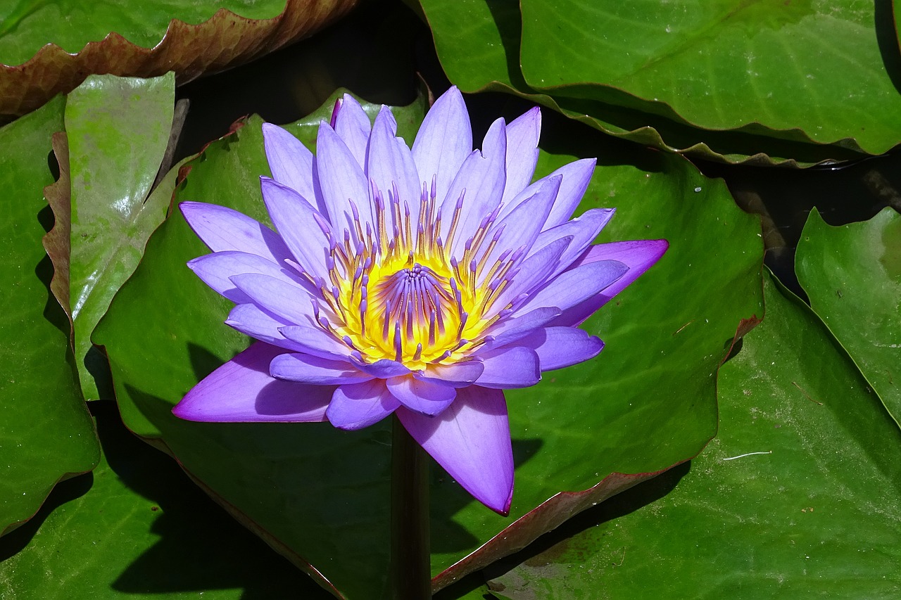 Image - lily flower nymphaea tina tropical