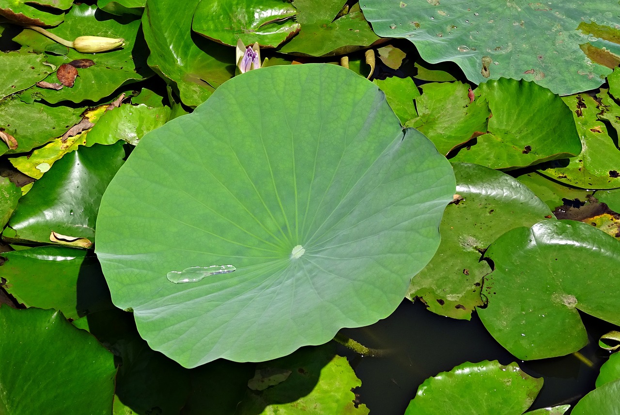 Image - lotus leaf water drop droplet green