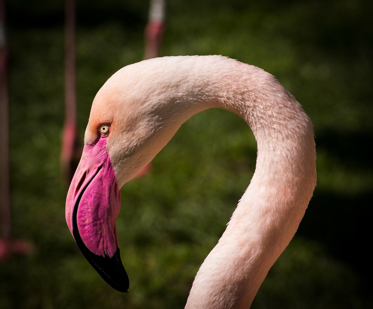 Image - flamingo animal flamingos