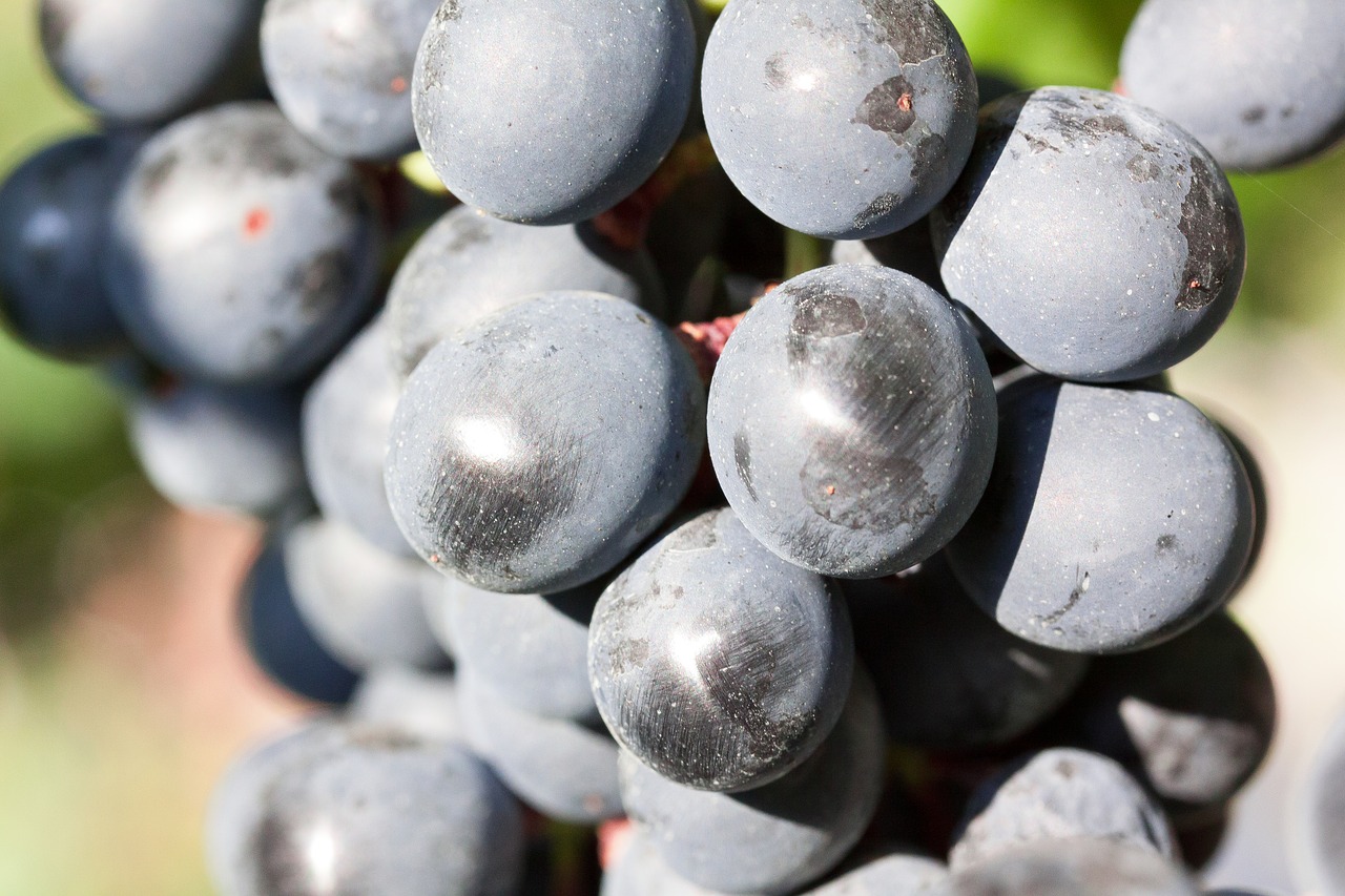 Image - grapes wine grape blue fruit