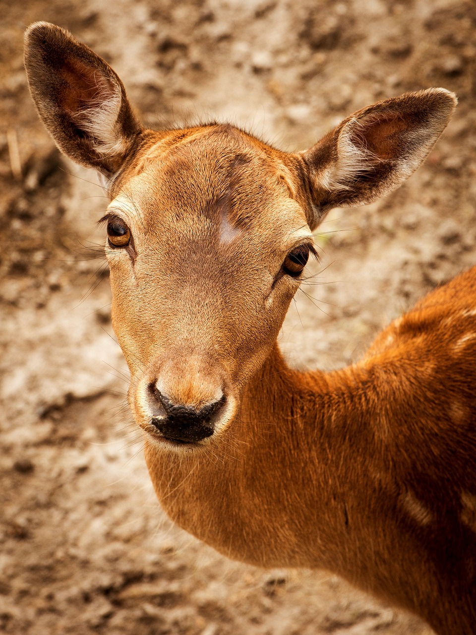 Image - roe deer nature wild forest scheu