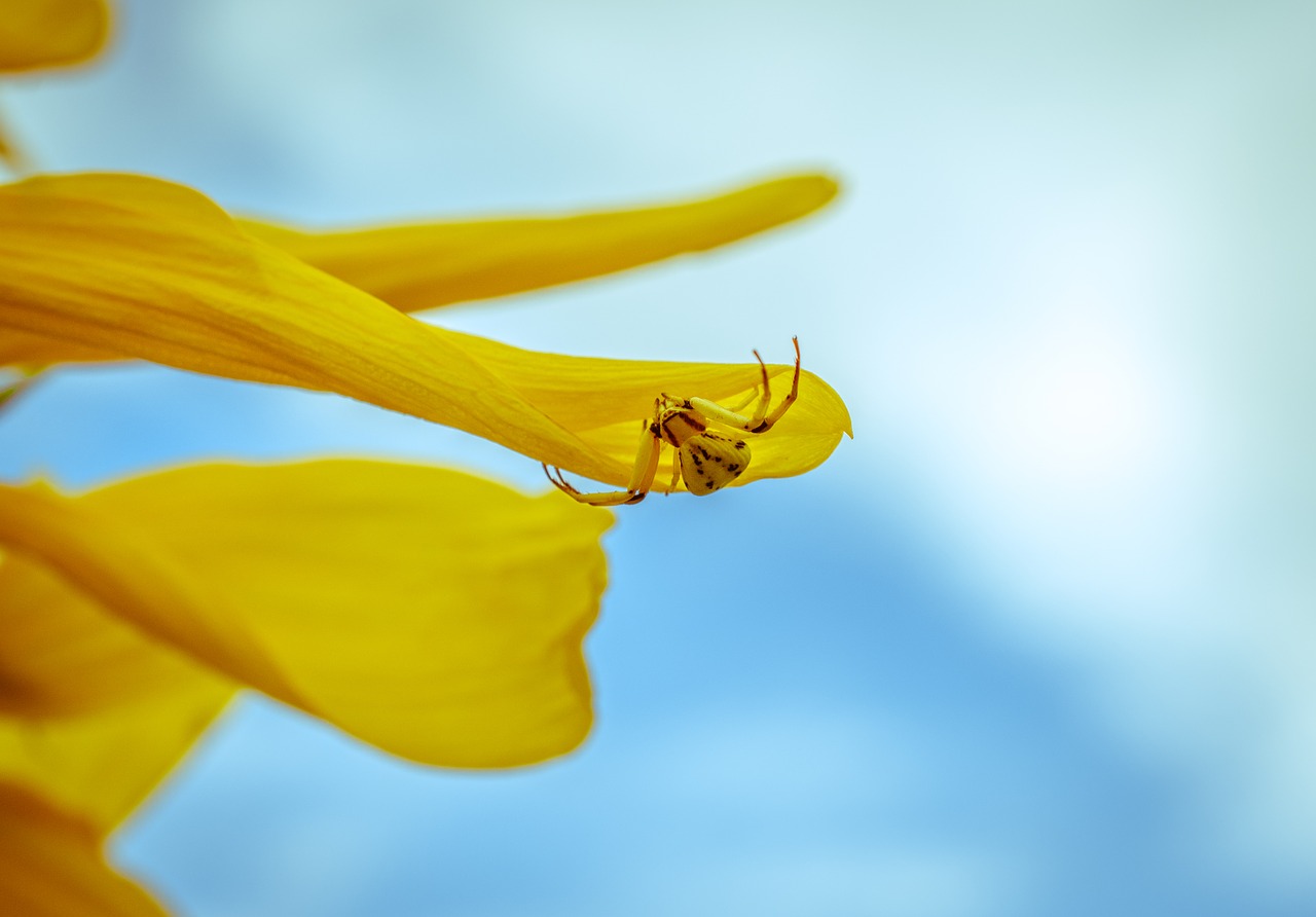 Image - spider sunflower nature sky blue