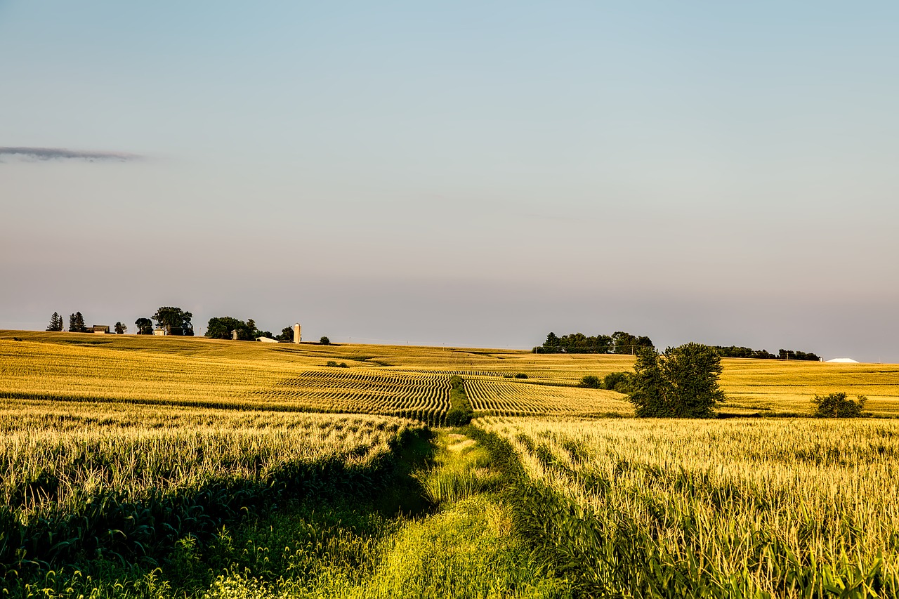 Image - iowa corn field farm rural rows