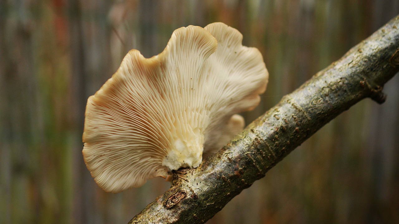 Image - tree fungus mushroom