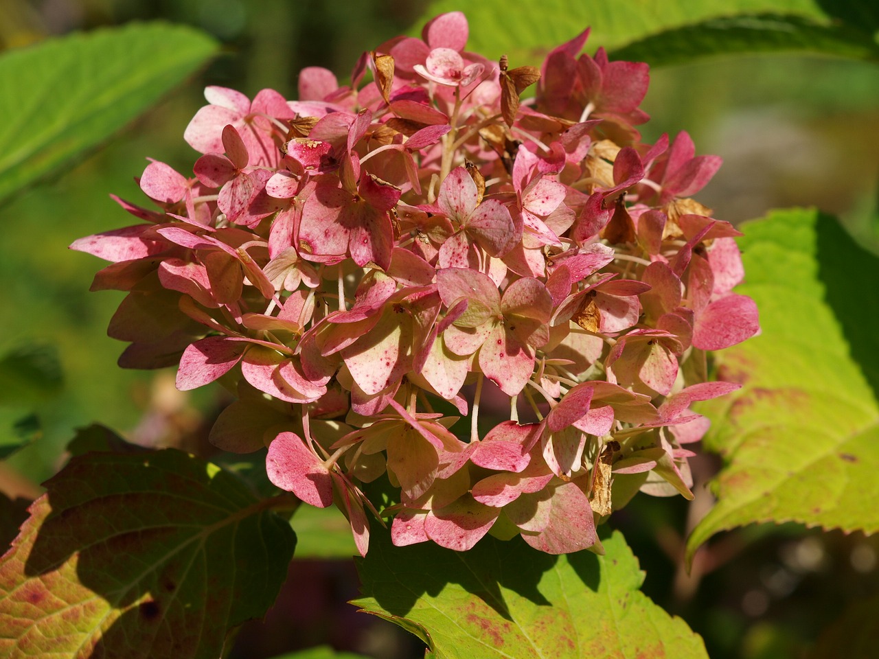 Image - hydrangea blossom bloom ga flower