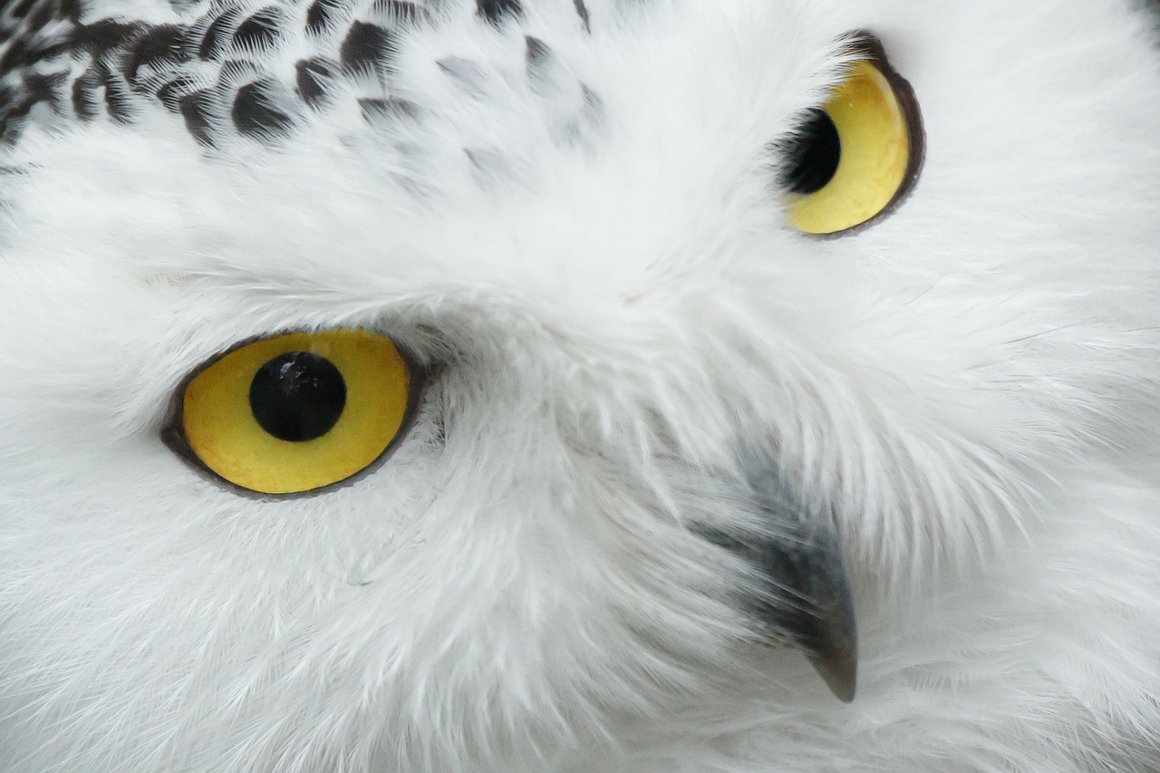 Image - animal beak beautiful bird eye