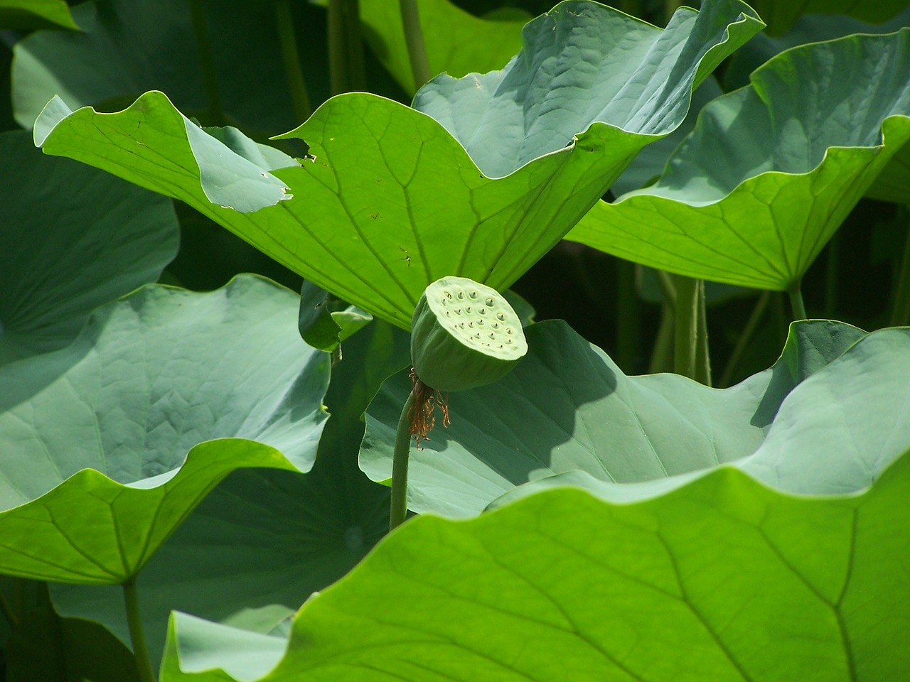 Image - lotus lotus seed head leaves