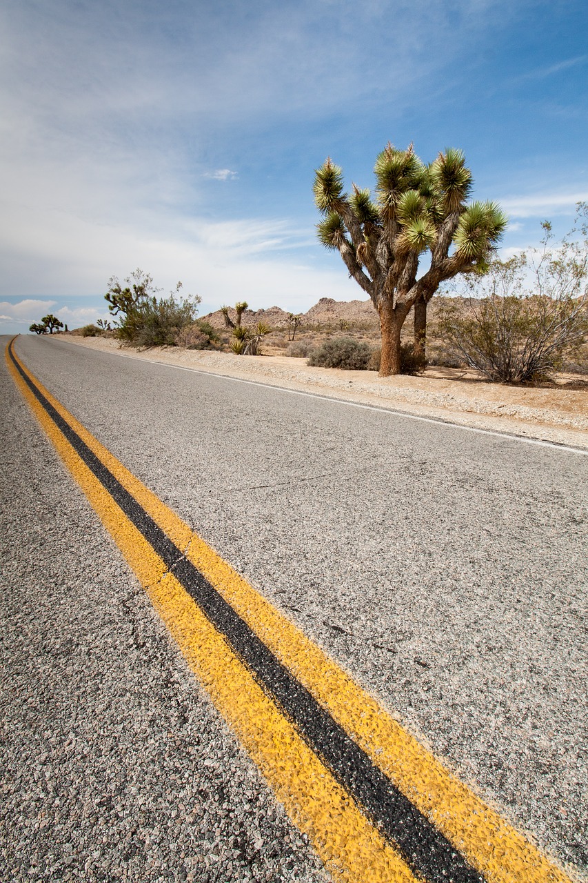 Image - usa joshua tree cactus highway