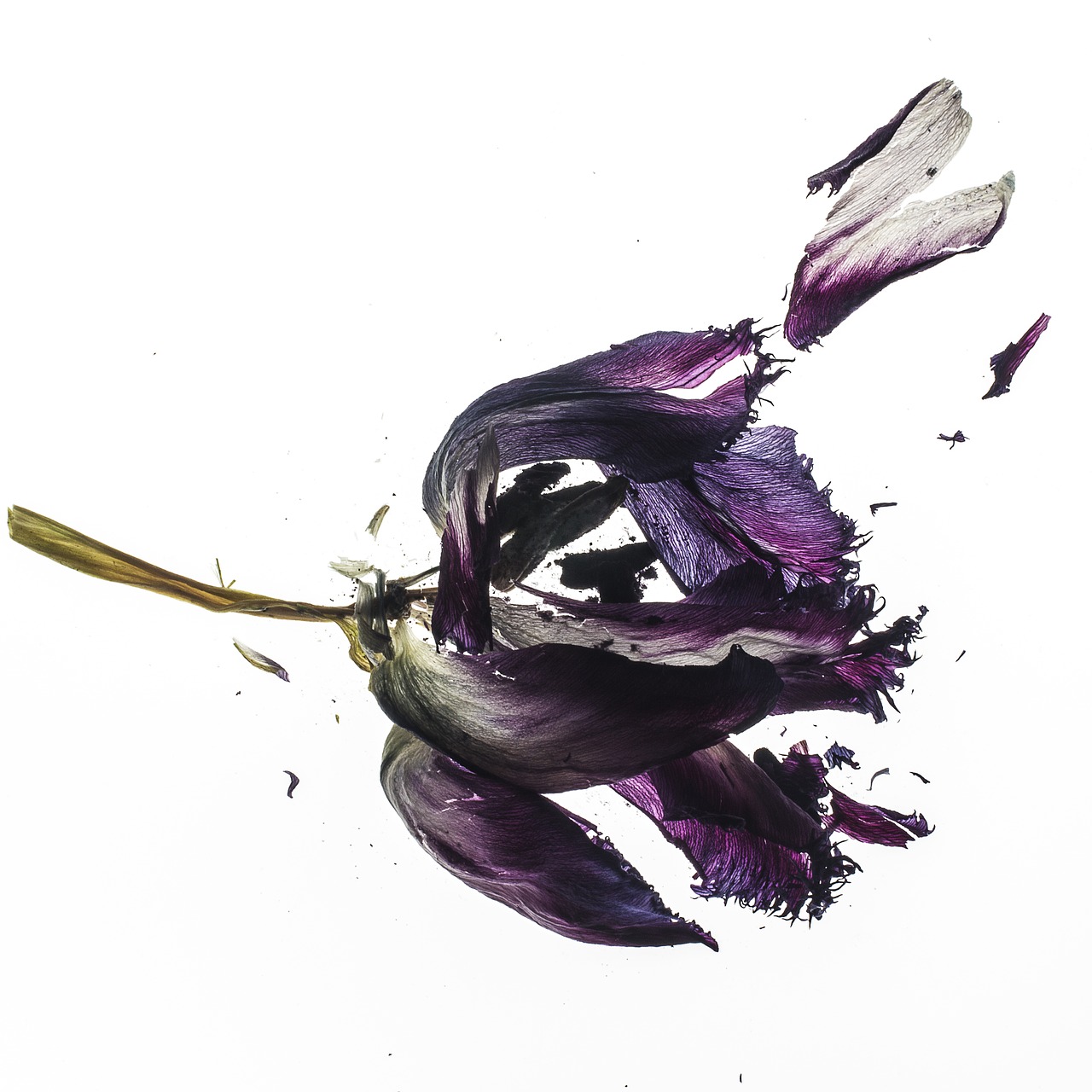 Image - tulip dried plant flower