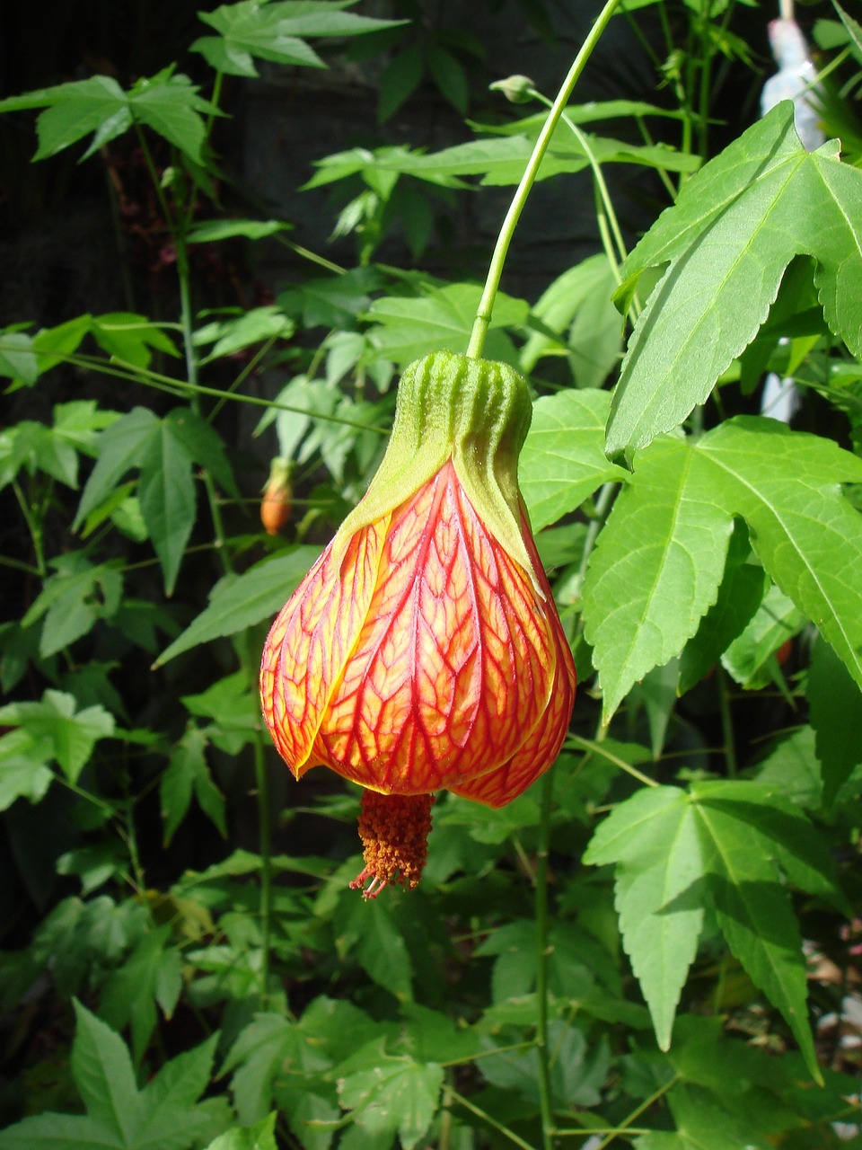 Image - bell flower plants garden nature