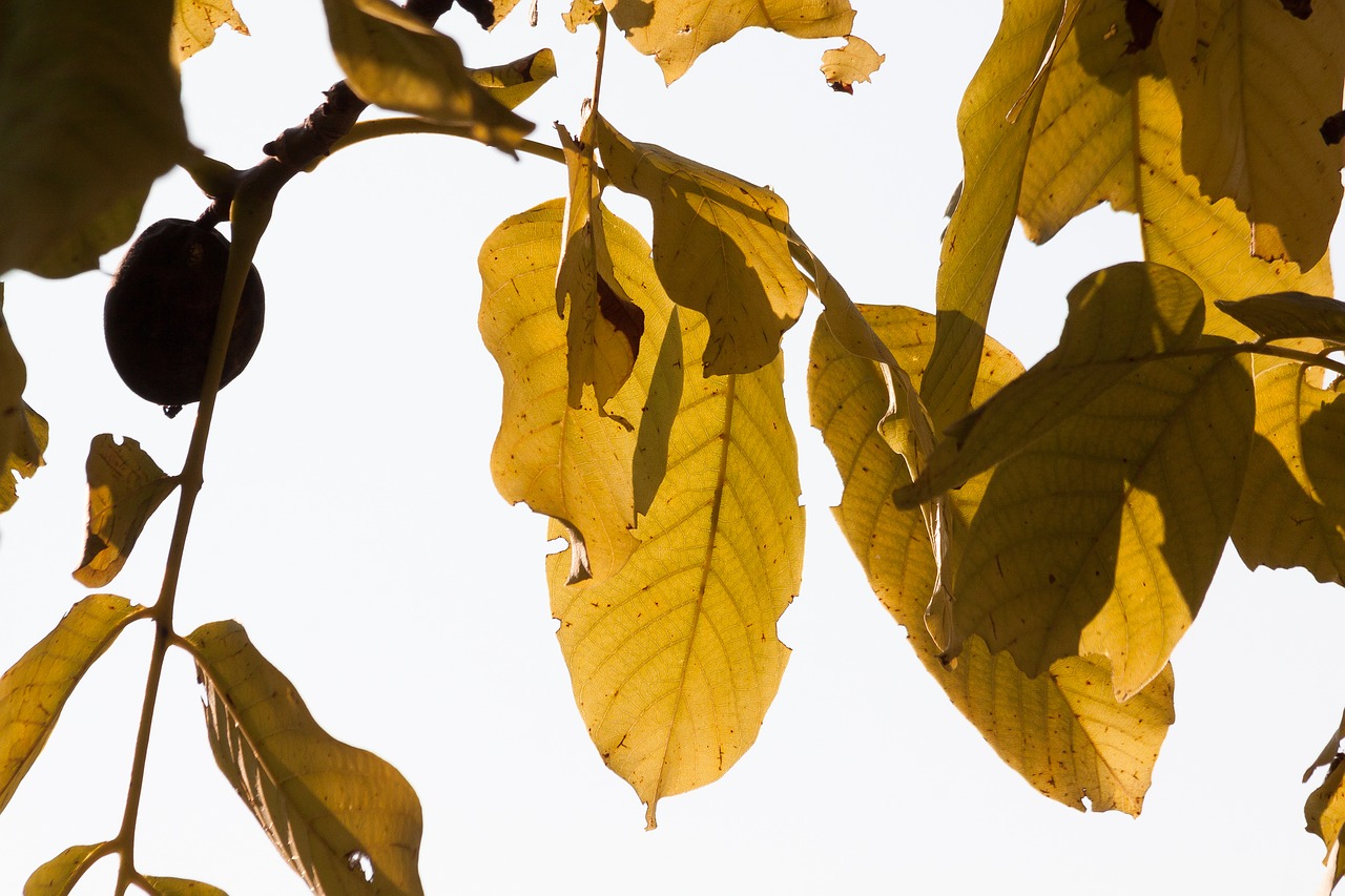 Image - leaf autumn walnut tree walnut