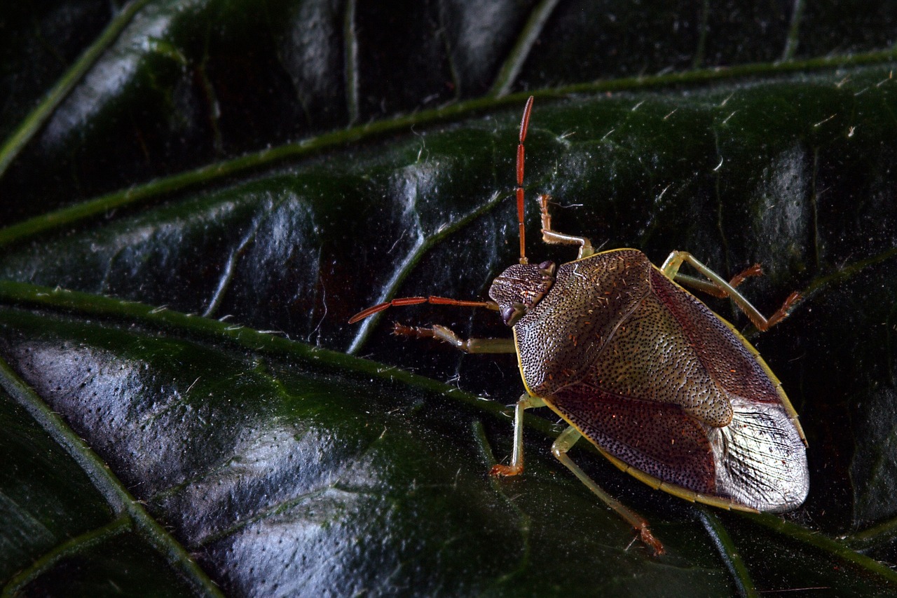 Image - insect bug shield nature flower