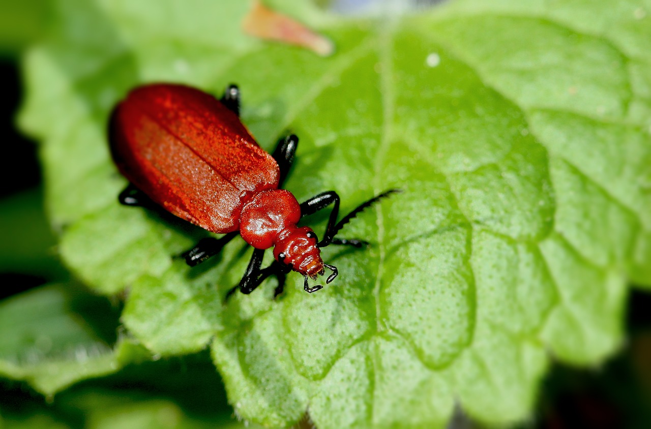 Image - insect bug red hairy nature