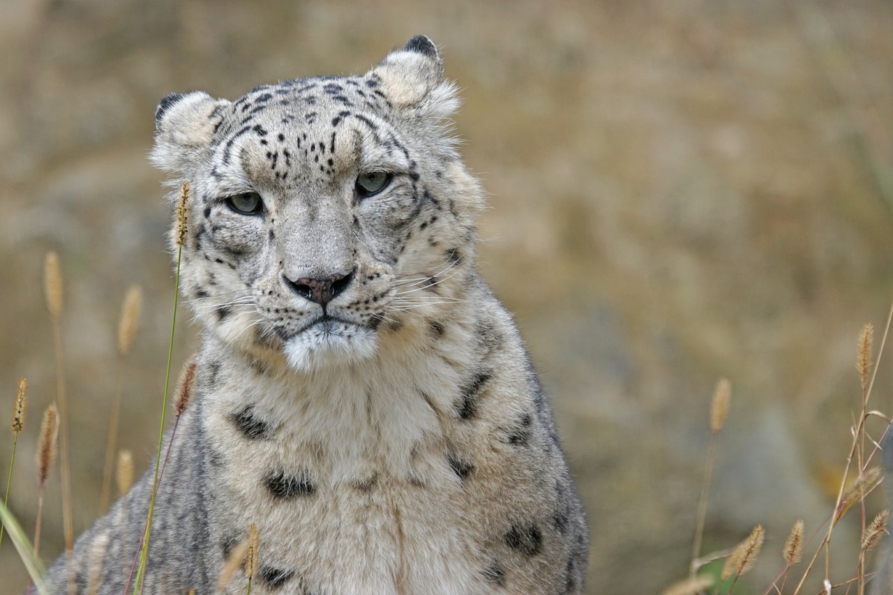 Image - snow leopard irbis big cat predator