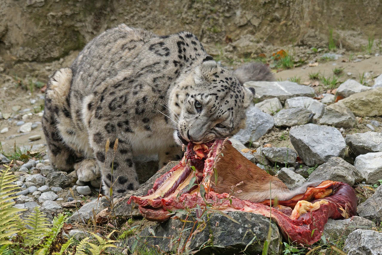 Image - predator snow leopard irbis big cat