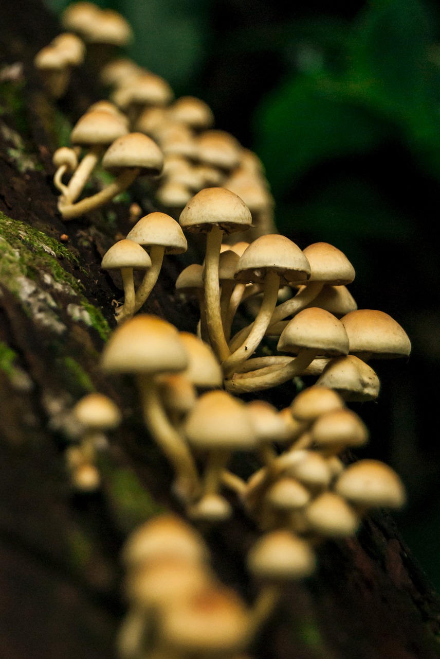 Image - mushrooms natura nature forest