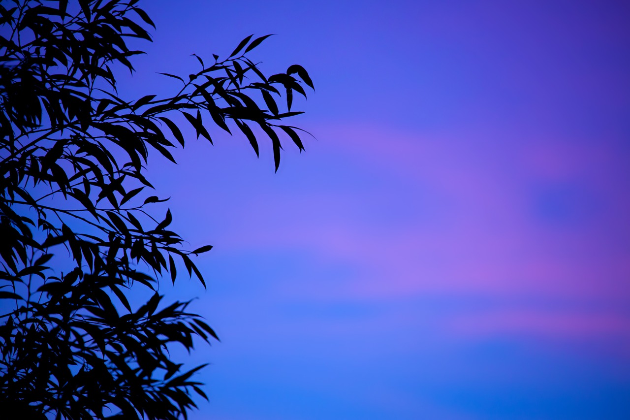 Image - background branch dusk evening