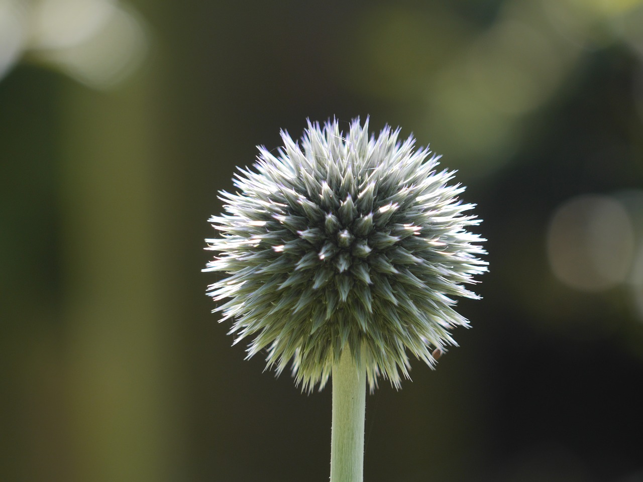 Image - flower round floral seedhead