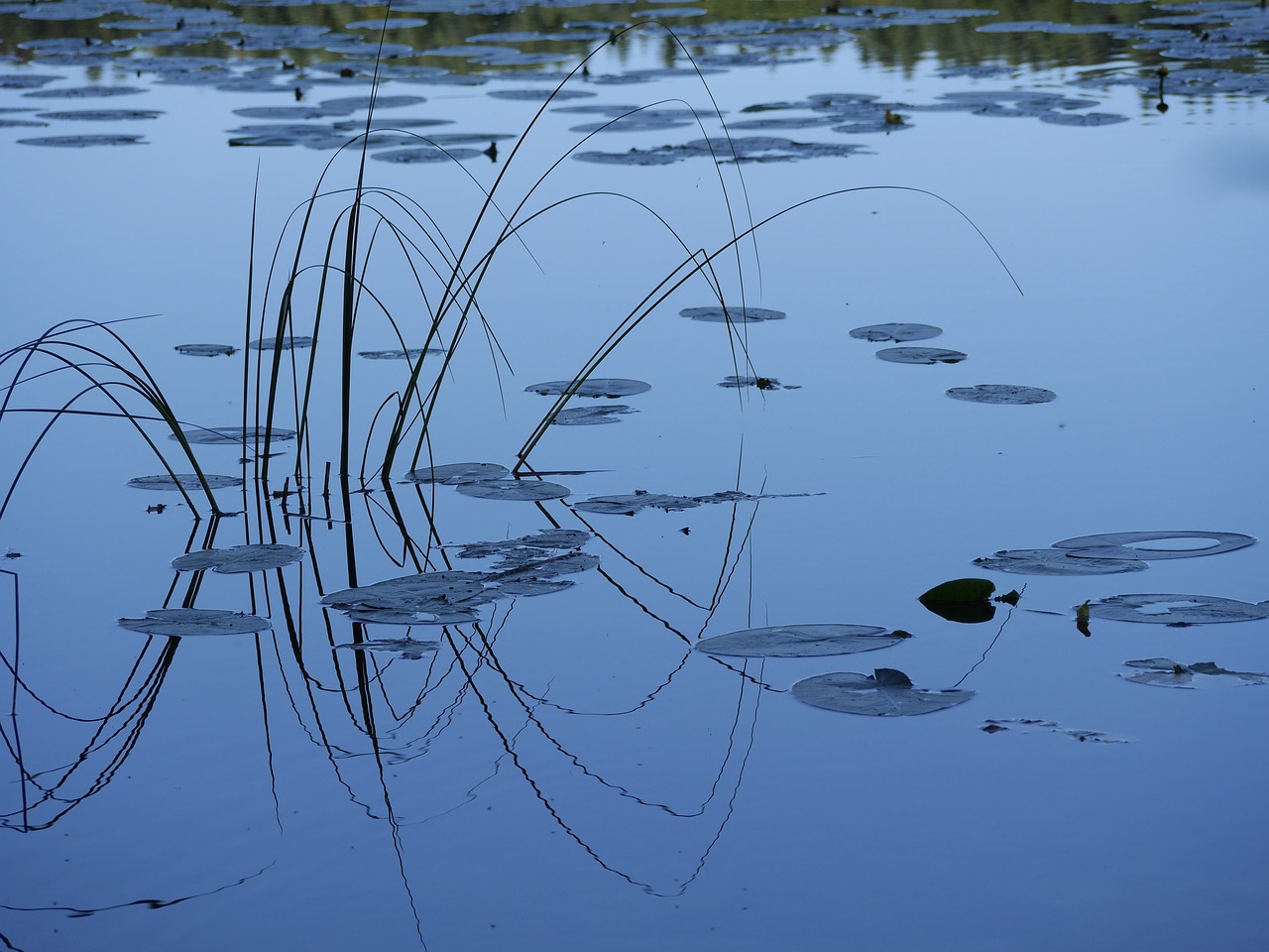 Image - lake reflection lillypads water