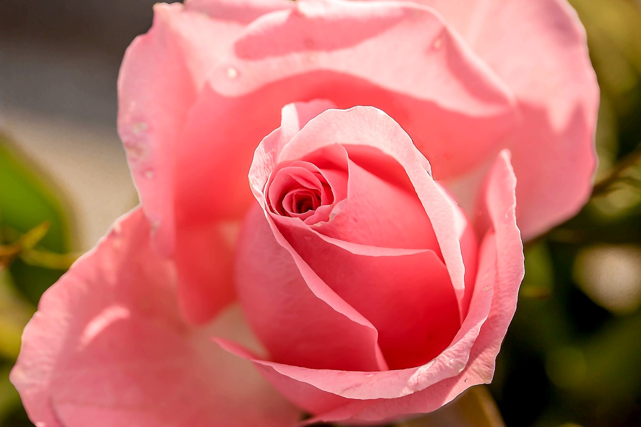 Image - rose rose bloom flower blossom