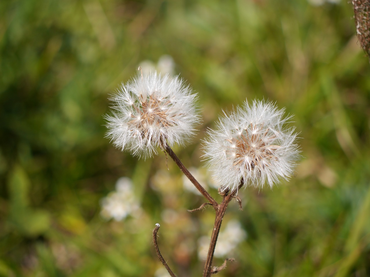 Image - seedhead flower wildflower nature