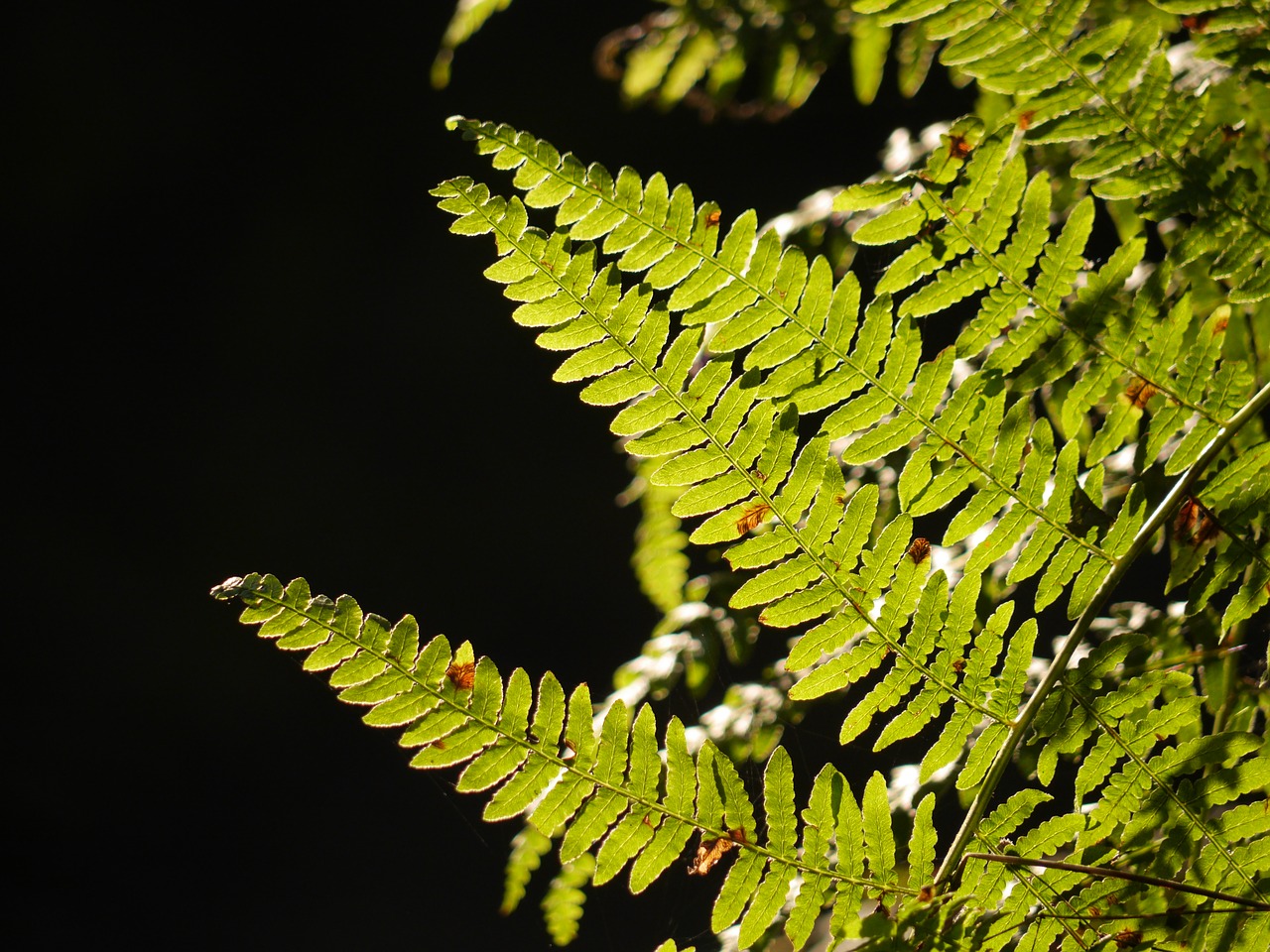 Image - bracken leaves leaf fern nature