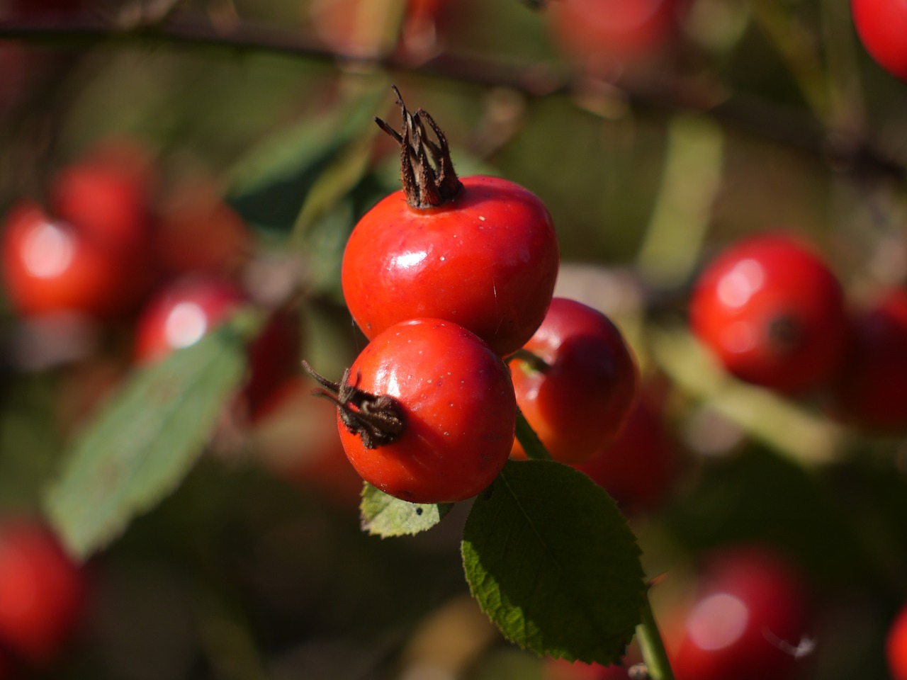 Image - rosehip berry wild red autumn