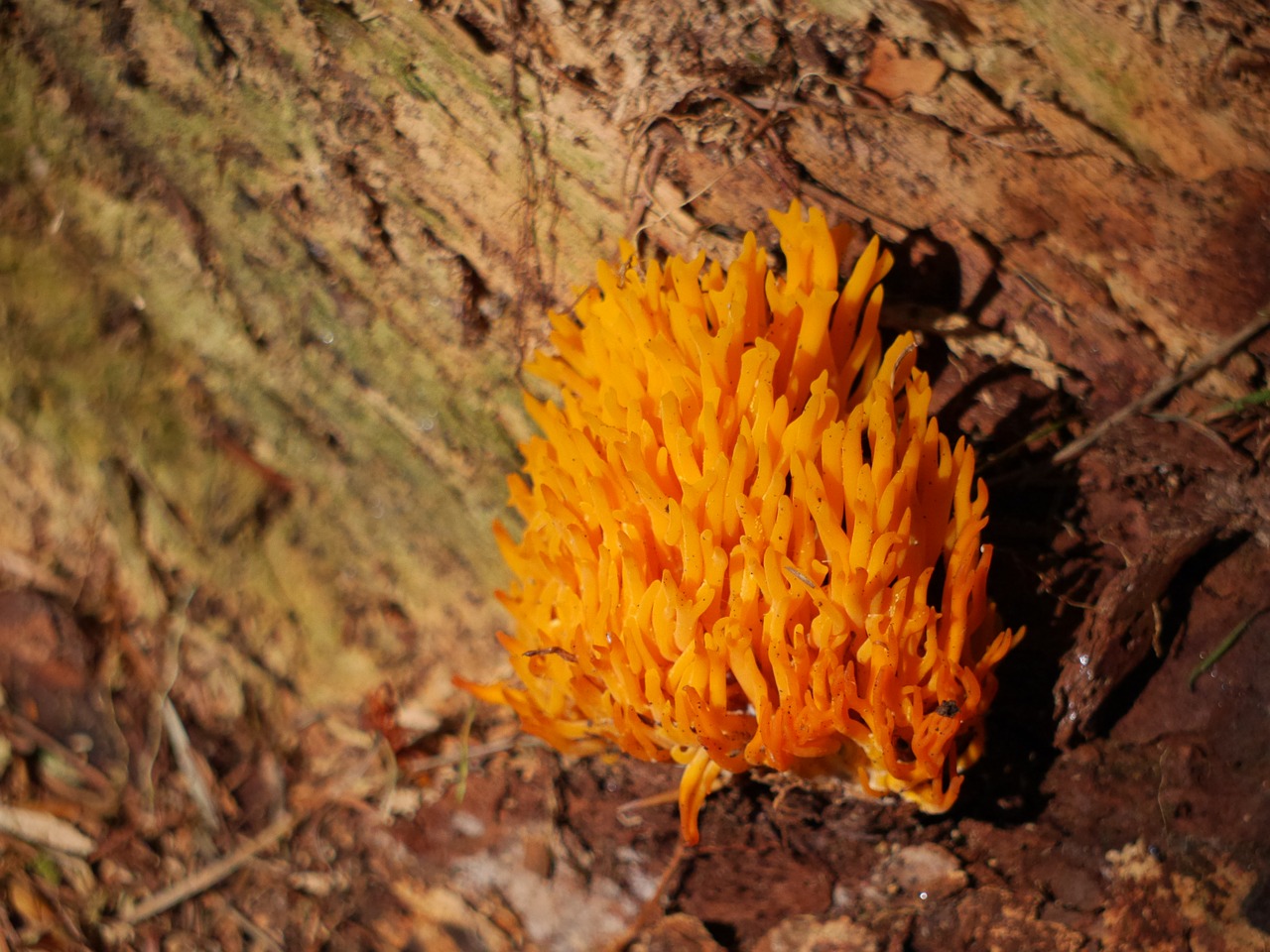 Image - fungus comb plant fungi autumn