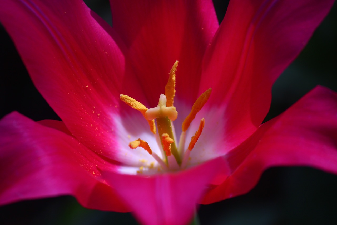 Image - tulips flower konya