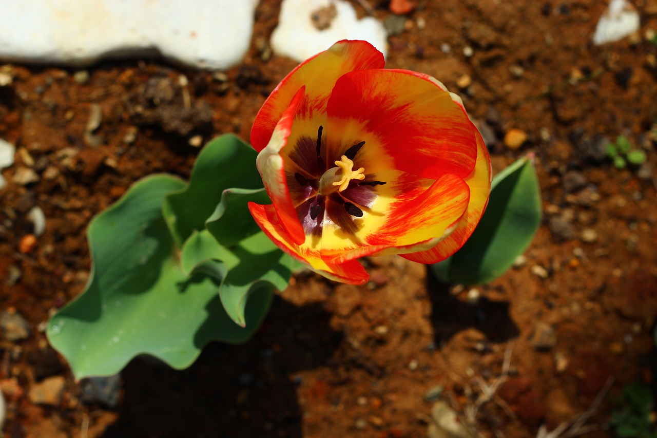 Image - tulips flower konya