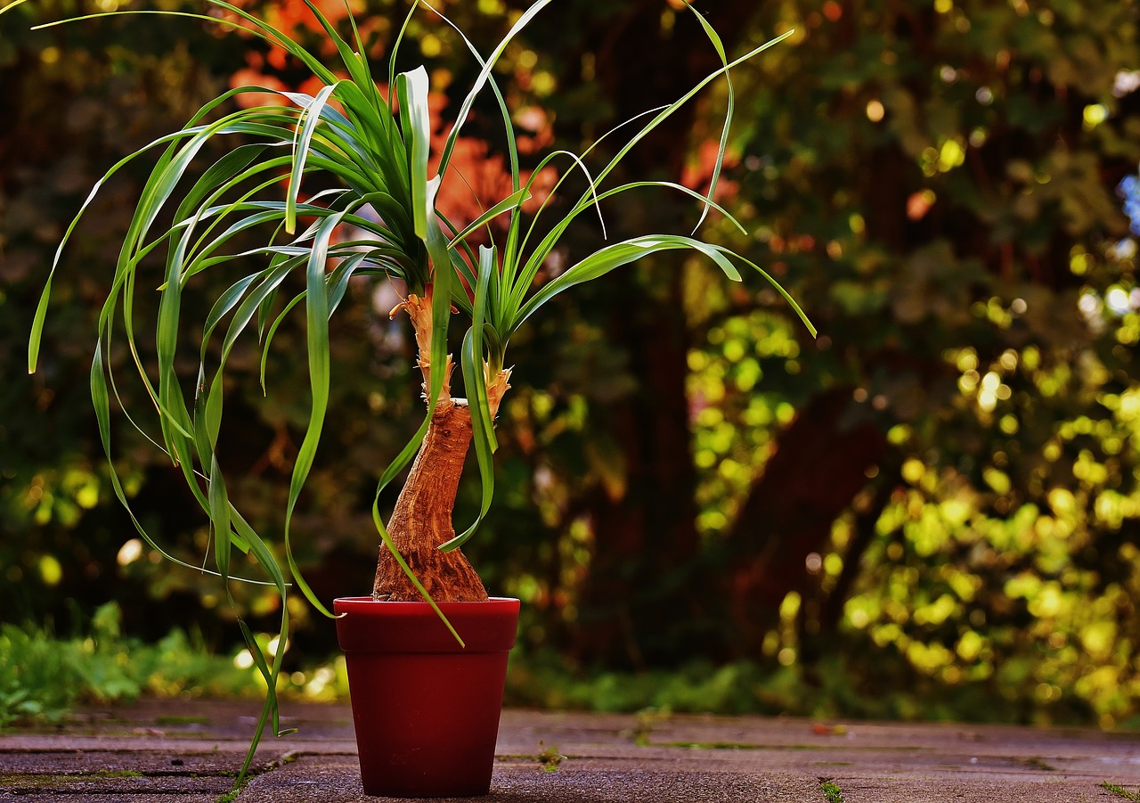 Image - ponytail plant