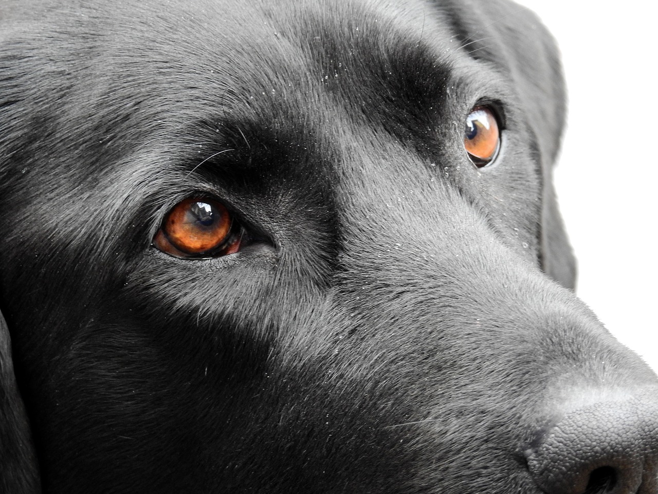 Image - dog eyes animal pet view labrador