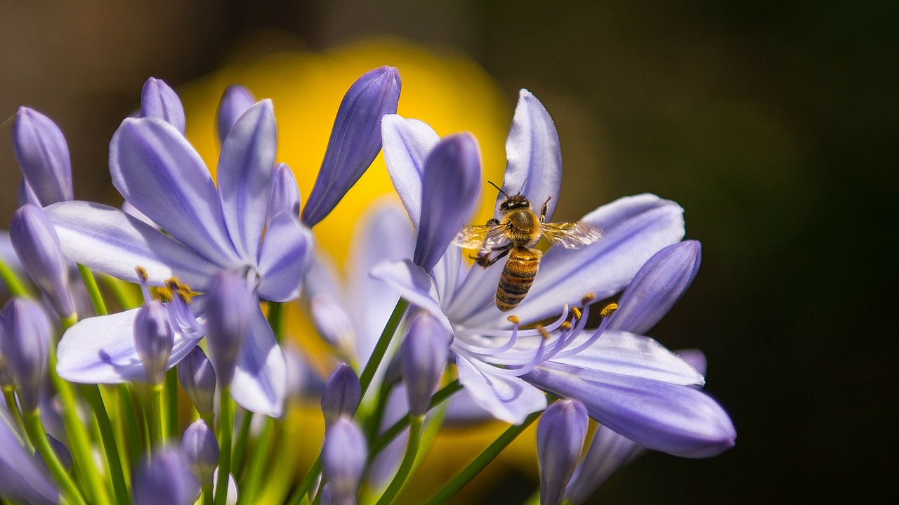 Image - bee insect purple flower wasp