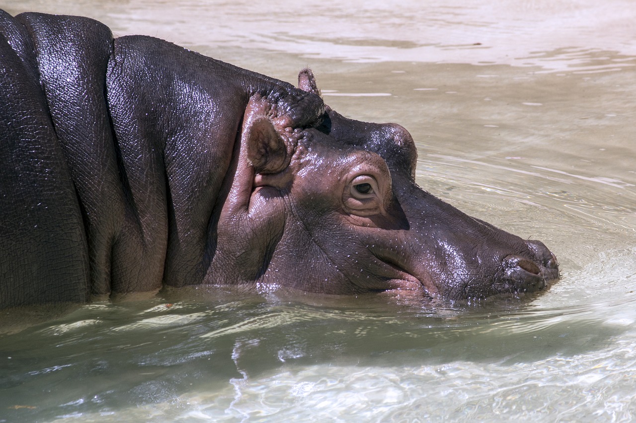 Image - hippopotamus animal hippo wild