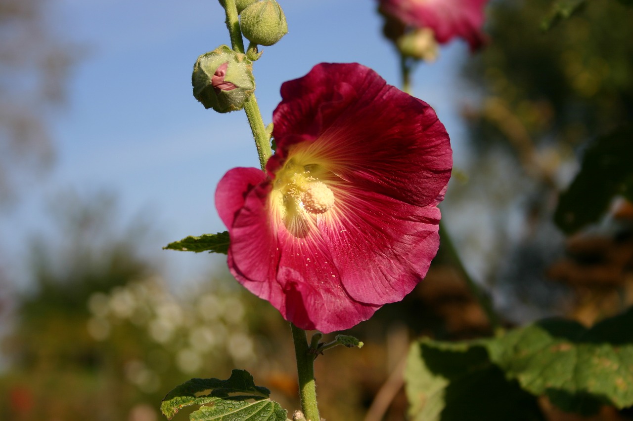 Image - mallow blossom bloom autumn