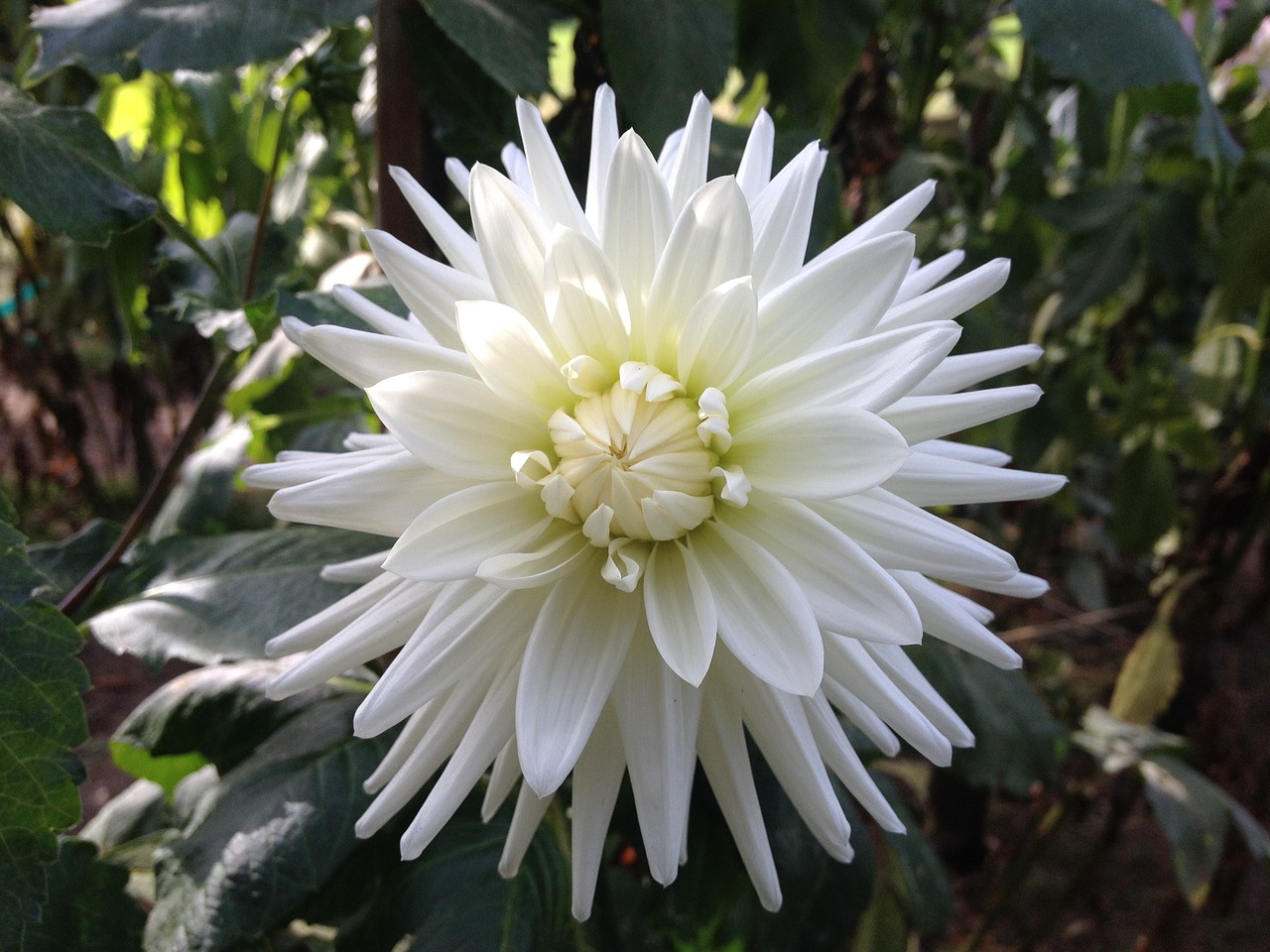 Image - flower white petal petals open