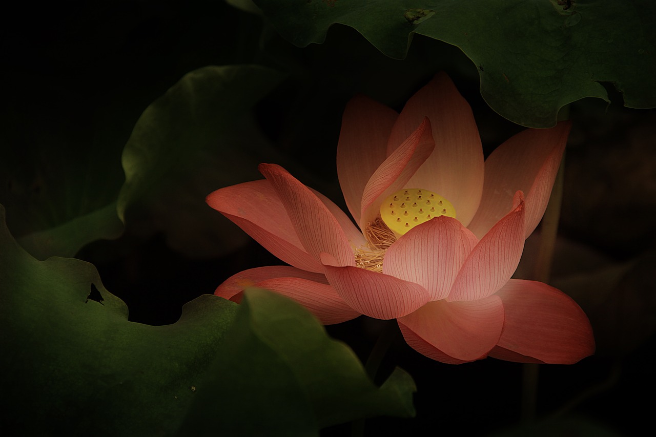 Image - lotus classical gentle