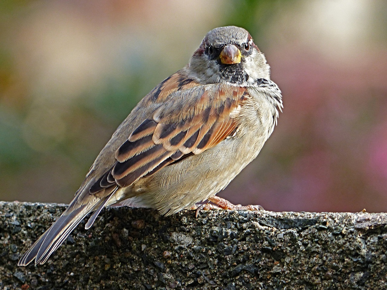 Image - sparrow wall background blurred