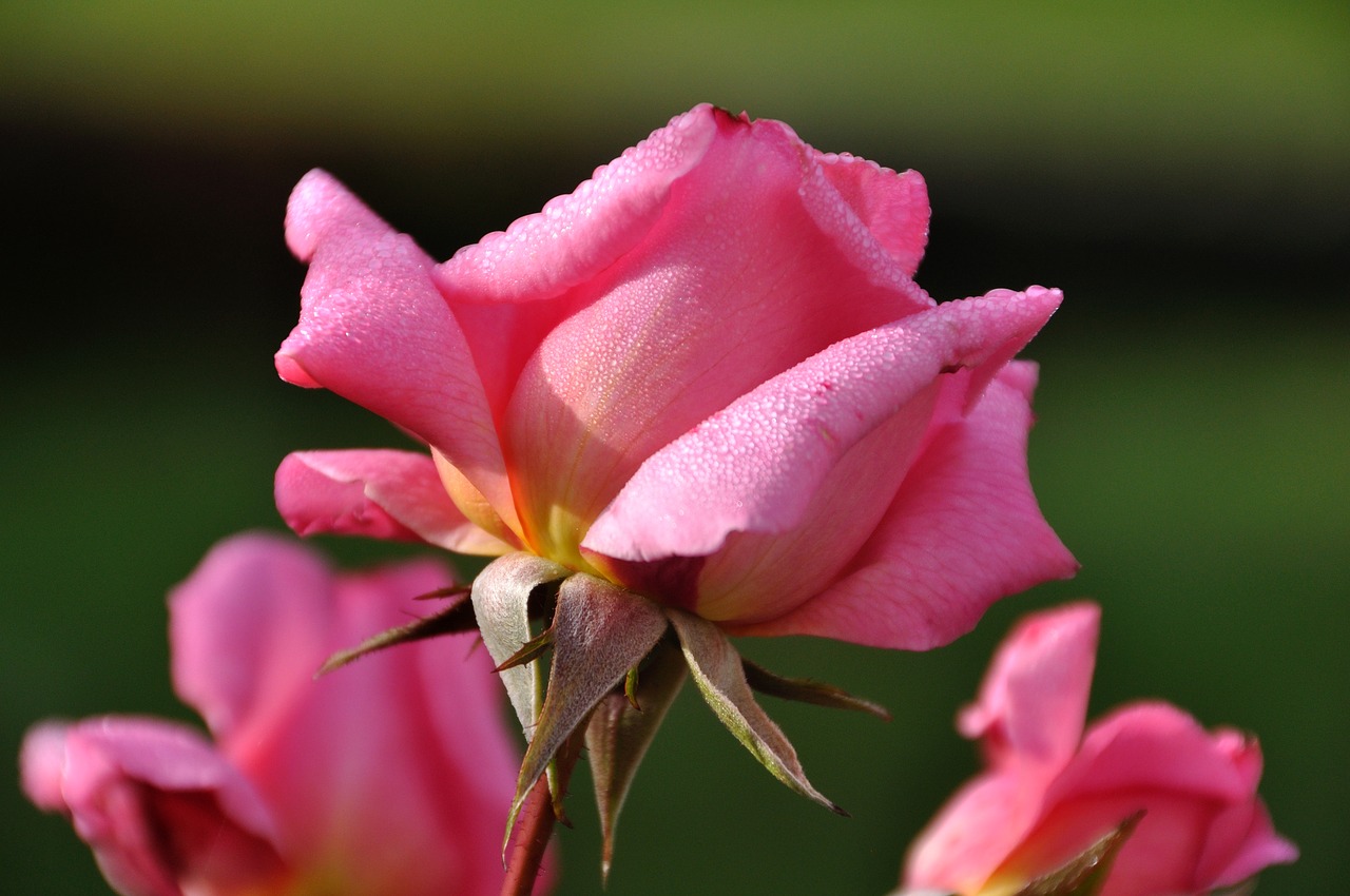 Image - rose bloom nature close dewdrop