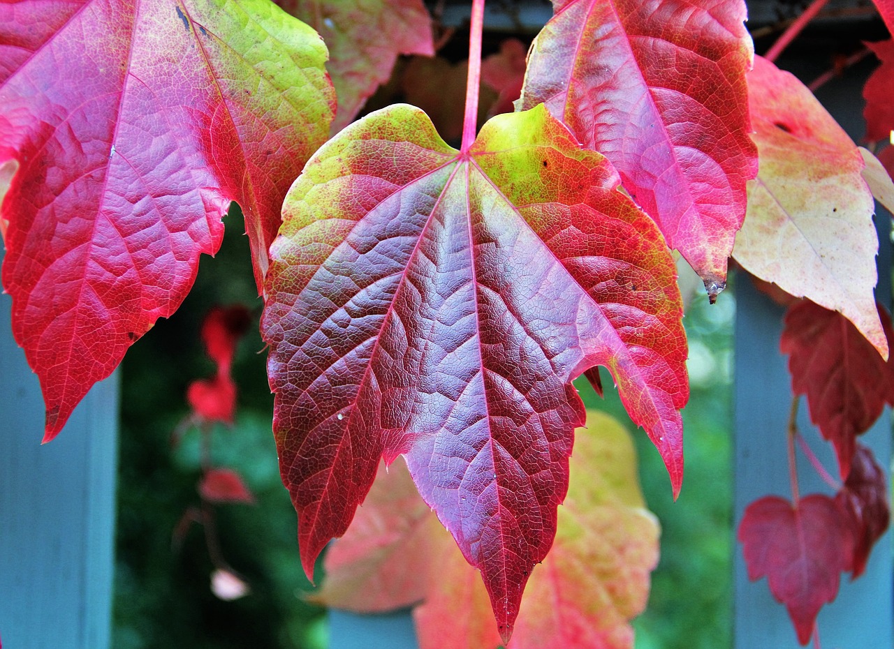 Image - fall leaves autumn colours