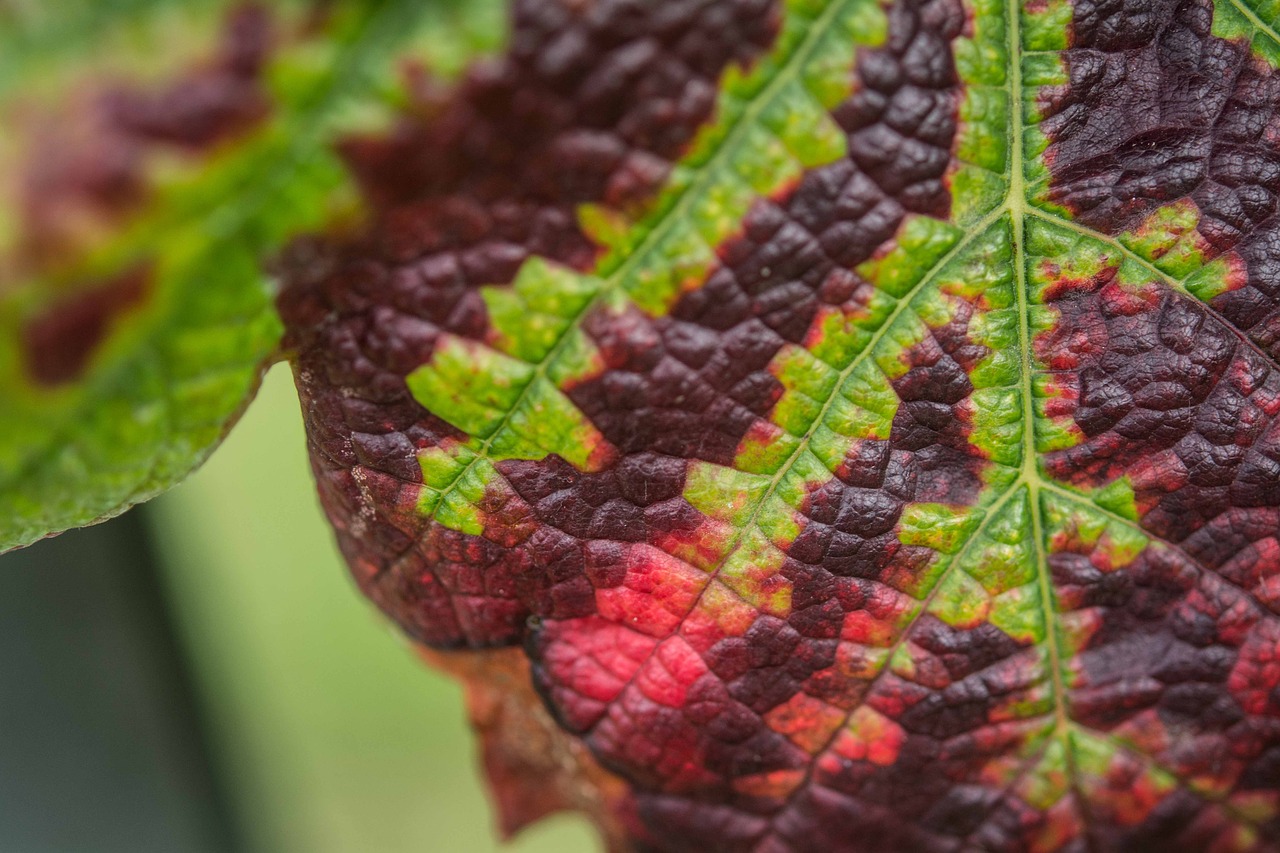 Image - autumn winery leaf texture color