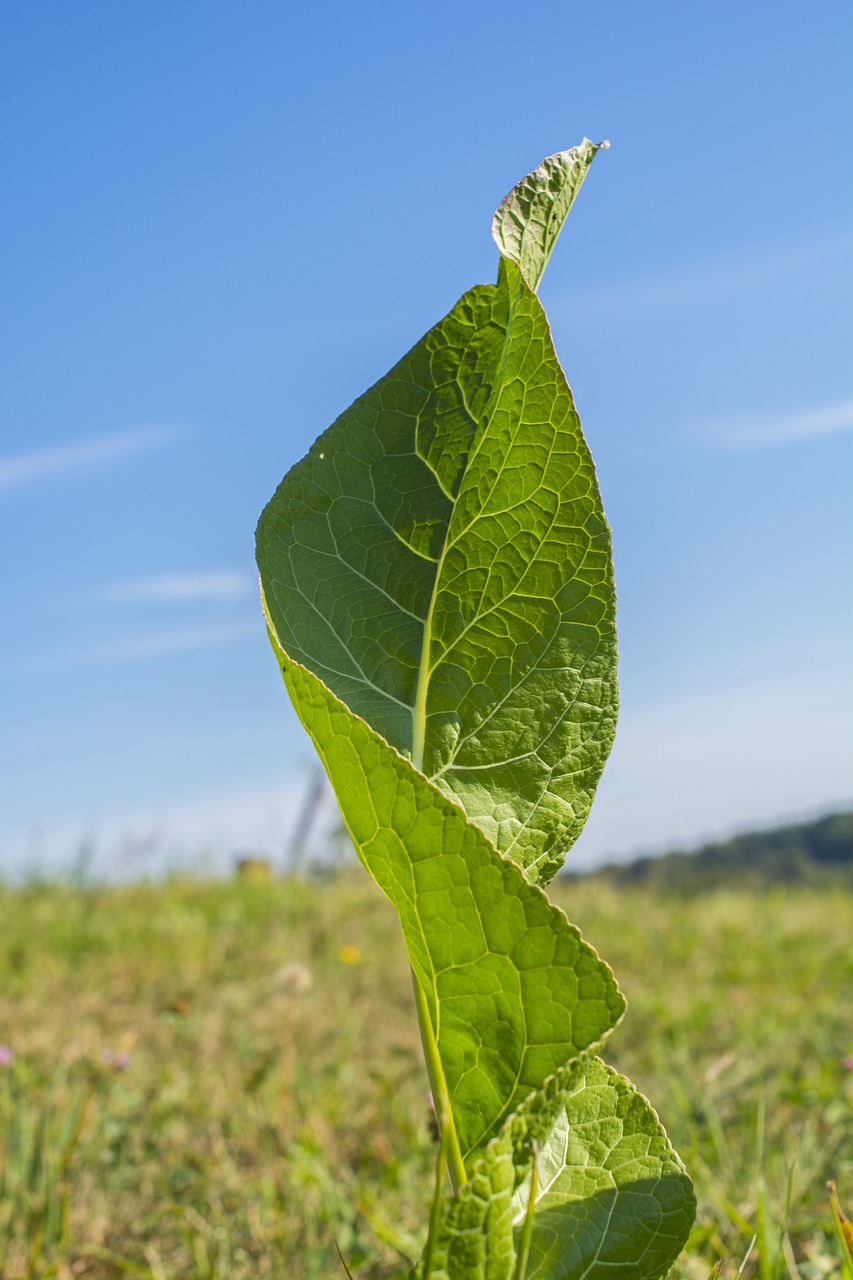 Image - nature mother nature leaf blue